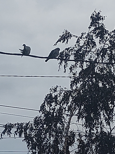 Common Wood-Pigeon