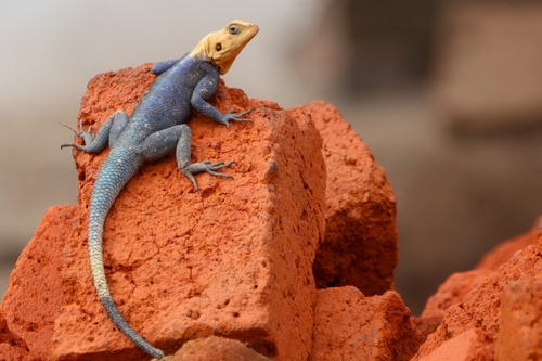 Rainbow Agama