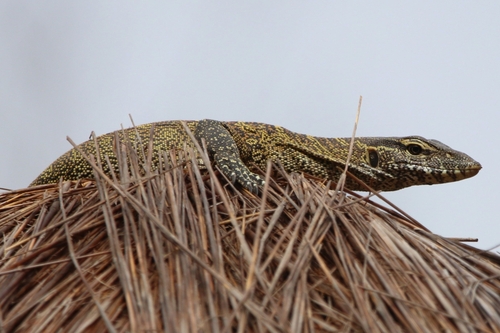 Nile Monitor