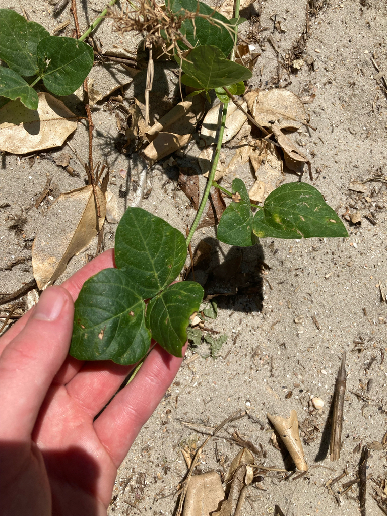 Phaseolus