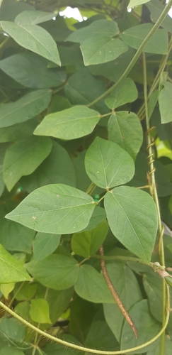 Wild Cow Pea