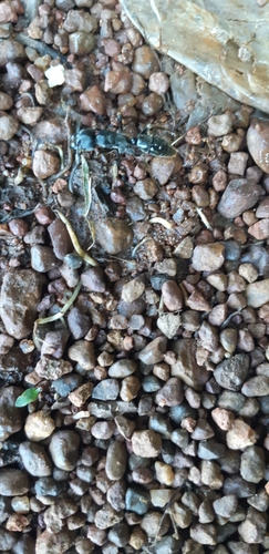 African stink ant