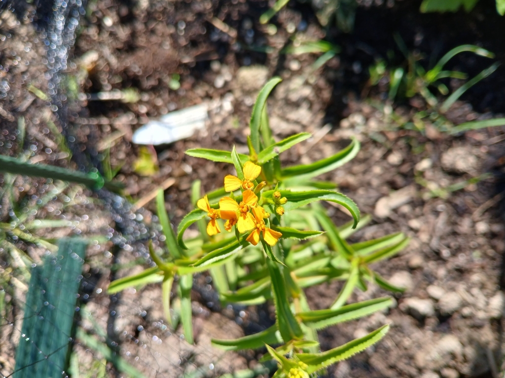 Tagetes