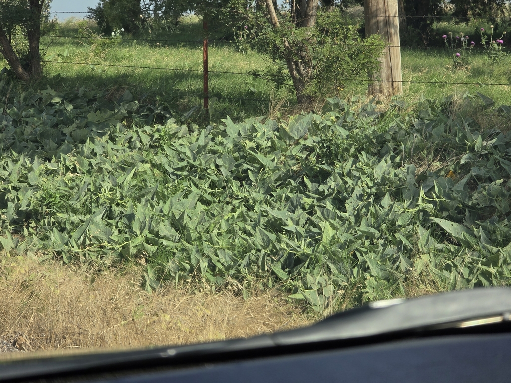 Cucurbita