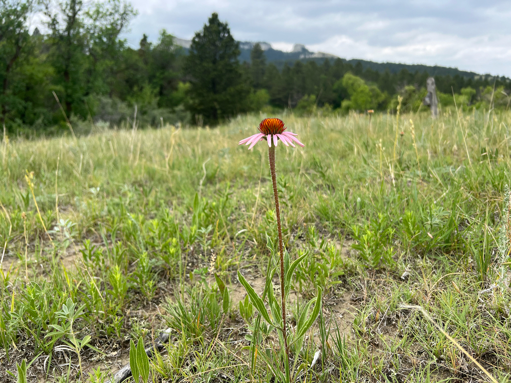 Echinacea