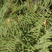 Gleichenia dicarpa - Photo (c) Patrick  Campbell, todos os direitos reservados, uploaded by Patrick Campbell
