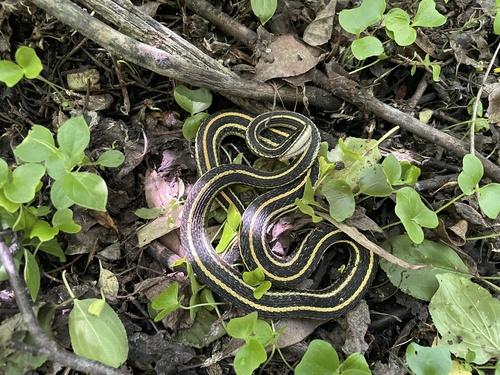 Plains Garter Snake