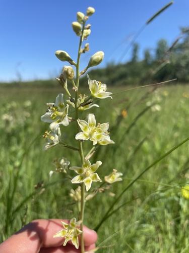 Mountain Deathcamas