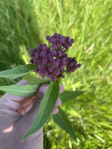 swamp milkweed