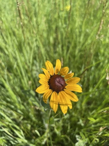 black-eyed Susan