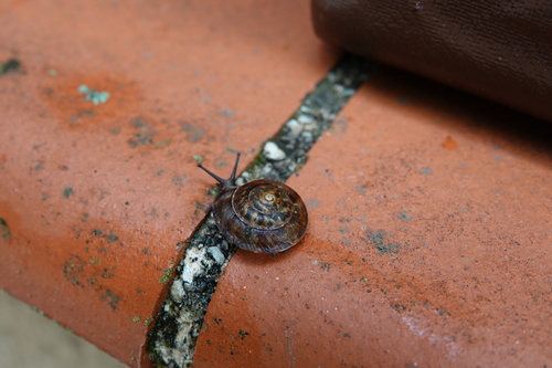 Helicigona lapicida