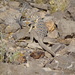 Venerable Collared Lizard - Photo (c) Monica OrNa, all rights reserved, uploaded by Monica OrNa