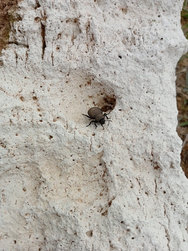 Pachyscelis villosa