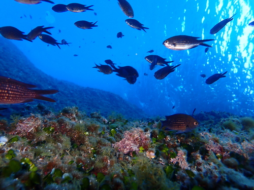 Chromis chromis