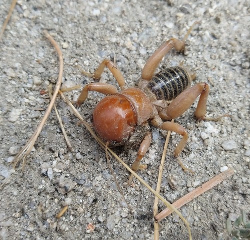 iNaturalist observation photo of North American Jerusalem Crickets
