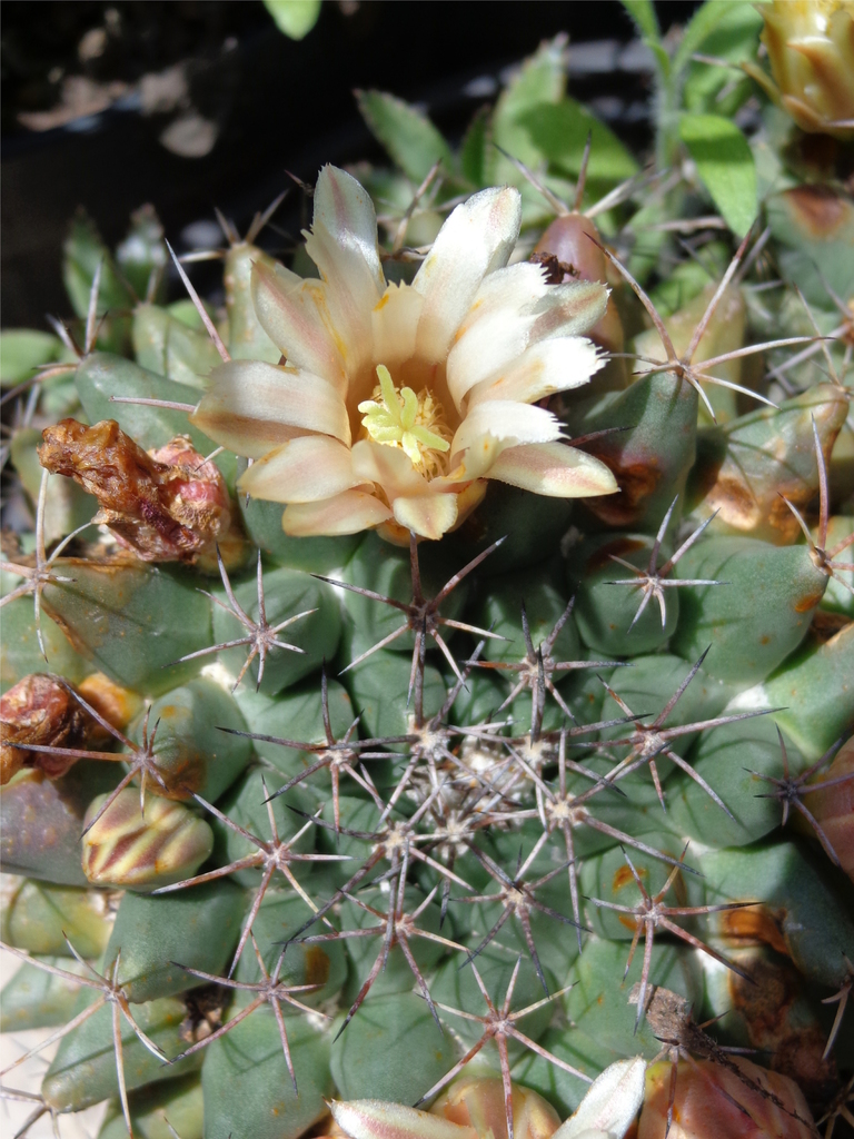 Mammillaria roseoalba  iNaturalist
