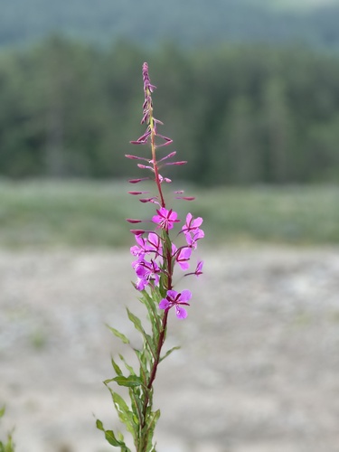 fireweed