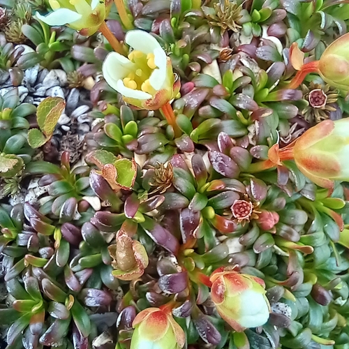 Diapensia
