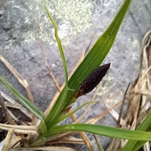 Bigelow's sedge