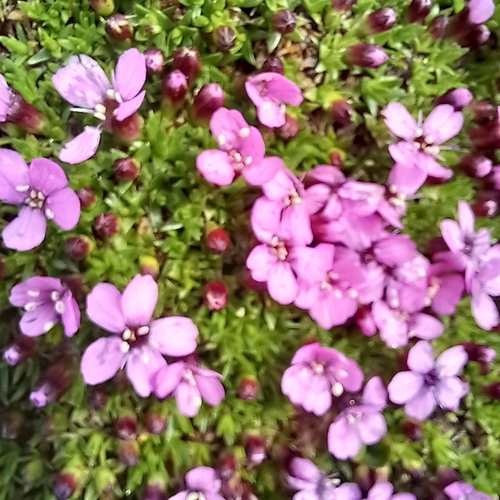 Moss Campion