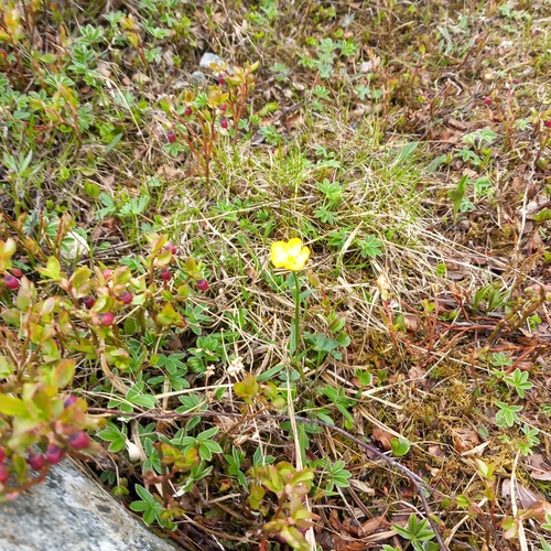 Ranunculus acris pumilus