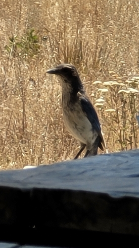 iNaturalist observation photo of California Scrub-Jay