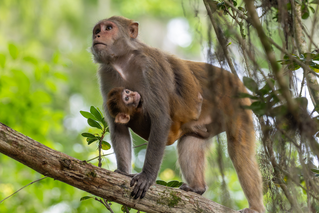 Rhesus Macaque from Marion County, FL, USA on June 28, 2025 at 09:01 AM ...