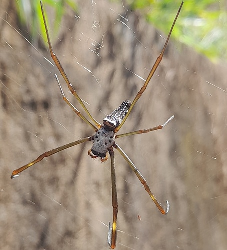 Golden Silk Spider