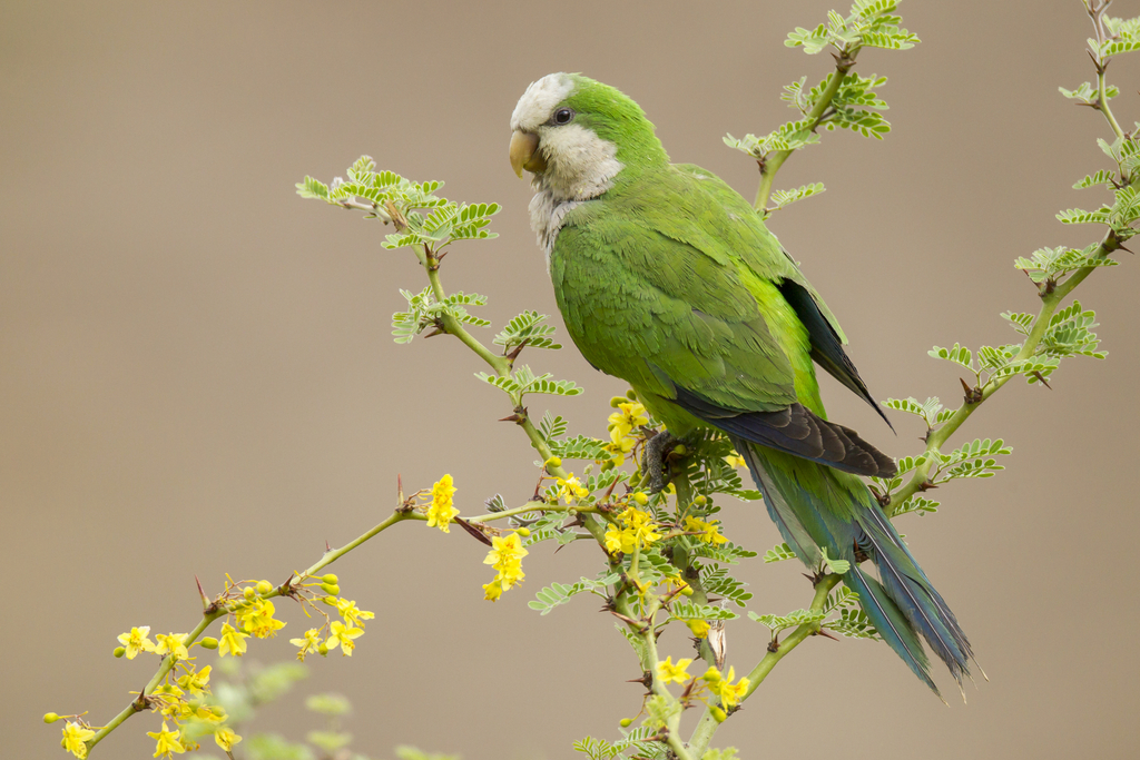 Cliff Parakeet (Myiopsitta luchsi) photo