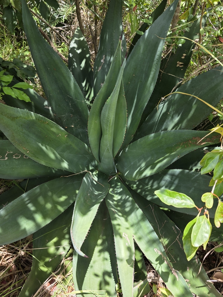 Agave antillarum var. antillarum