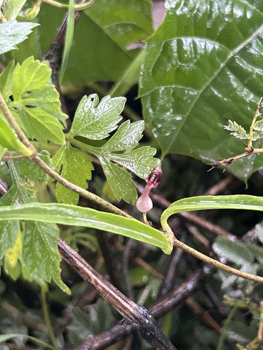 Bulbous Ceropegia