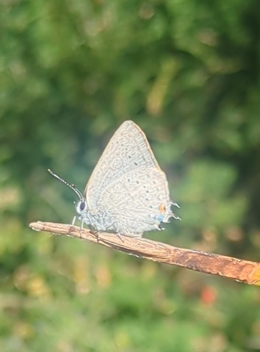 iNaturalist observation photo of Dryope Hairstreak