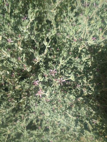 iNaturalist observation photo of Alkali Heath