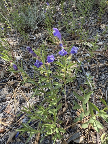 iNaturalist observation photo of Grayleaf Skullcap