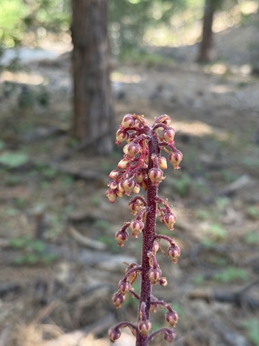 iNaturalist observation photo of woodland pinedrops