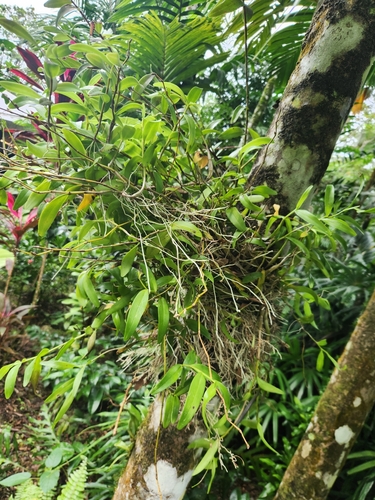 Dendrobium cancroides