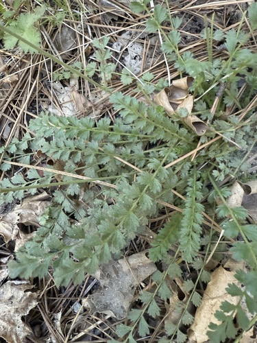 iNaturalist observation photo of Horkelia