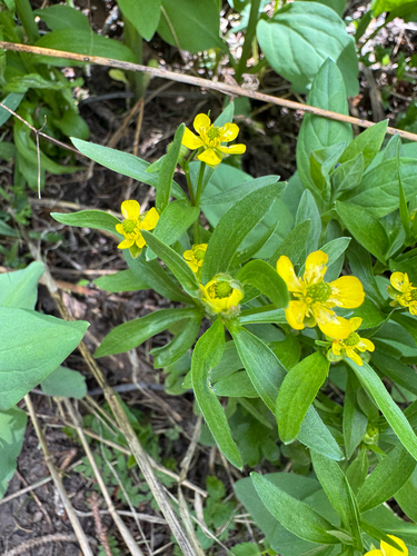 Ranunculus inamoenus