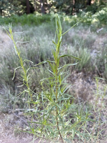 iNaturalist observation photo of Tarragon
