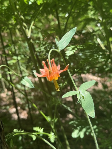iNaturalist observation photo of western columbine