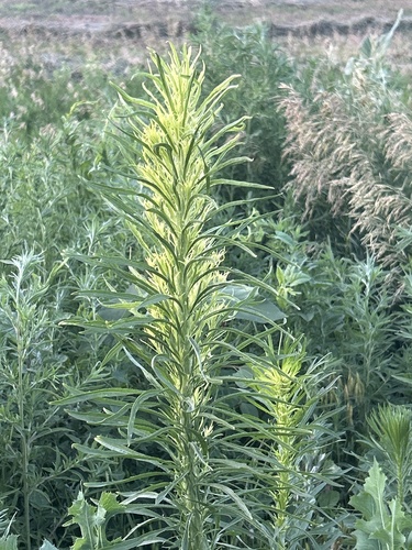 horseweed
