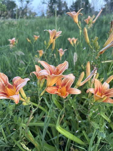orange day-lily