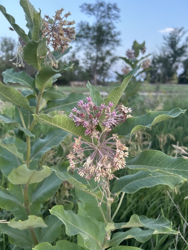 common milkweed