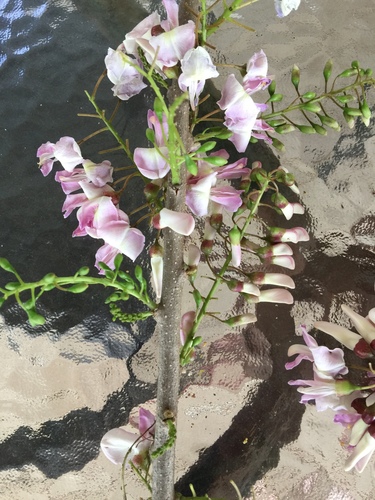 Gliricidia sepium - Whole tree