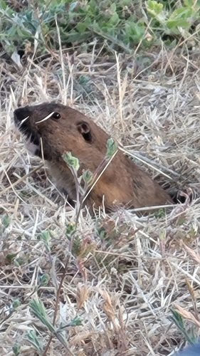 iNaturalist observation photo of Botta's Pocket Gopher