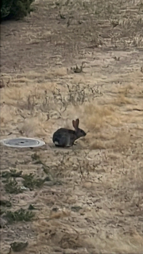 iNaturalist observation photo of Brush Rabbit
