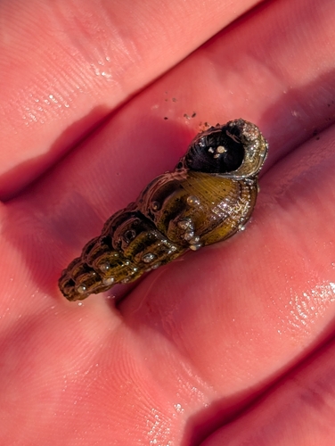 Juga plicifera
