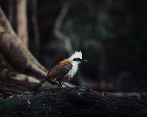 White-crested Laughingthrush