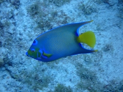 Queen angelfish