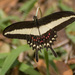 Papilio hectorides - Photo (c) Roberto Cyrino, todos os direitos reservados, uploaded by Roberto Cyrino